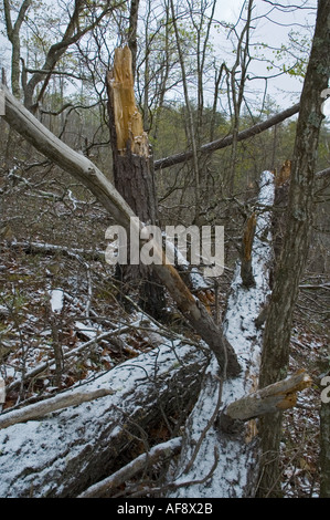 Leichter Schneefall auf verbrannte Fläche Ausläufer Parkway Tennessee Stockfoto