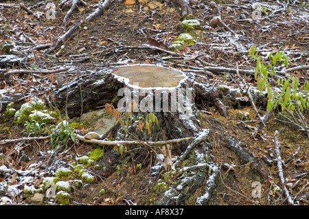 Leichter Schneefall auf verbrannte Fläche Ausläufer Parkway Tennessee Stockfoto