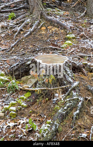 Leichter Schneefall auf verbrannte Fläche Ausläufer Parkway Tennessee Stockfoto