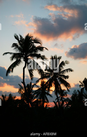 Sonnenaufgang über Kokosnuss-Palmen an der Küste von Mosambik angezeigt Stockfoto