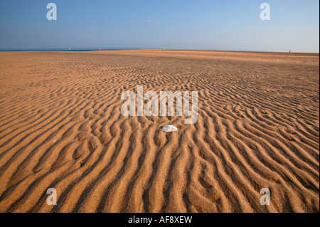 Eine weiße Stiefmütterchen Shell auf einer weiten goldenen braunen Strand mit weißen Segeln Dhows am Horizont Stockfoto
