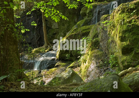 Ort der tausend tropft Great Smoky Mtns Nationalpark TN Stockfoto