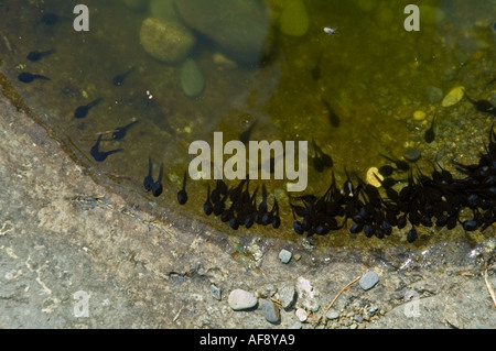 Kaulquappen in seichtem Wasser Great Smoky Mtns Nationalpark TN Stockfoto