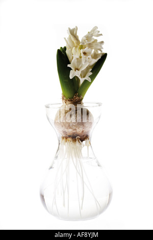 Weiße Hyacinthus in Vase mit Blumen Stockfoto