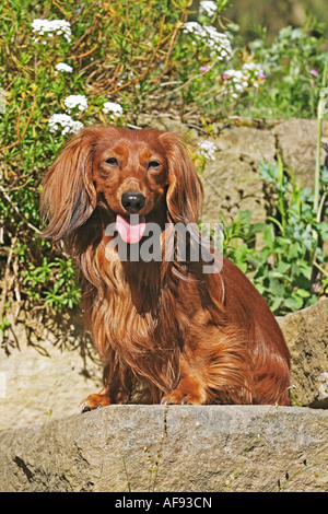 Langhaar Dackel - sitzen Stockfoto