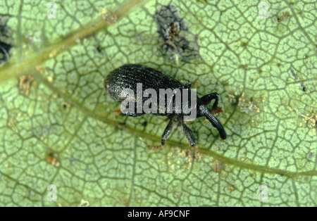 Birke Leafroller Rüsselkäfer (Deporaus Betulae), Pest am breiten großblättrige Bäume Stockfoto