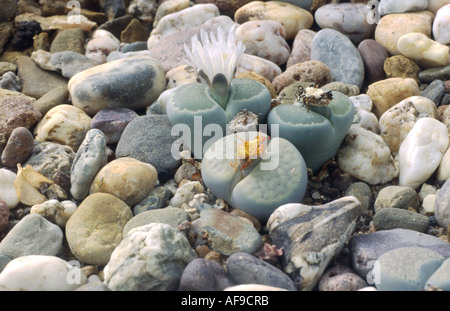 Stein-Pflanze, Blüte Stein (Lithops Schwantesii var. Urikosensis) und Lithops spec (Vordergrund), blühen Stockfoto