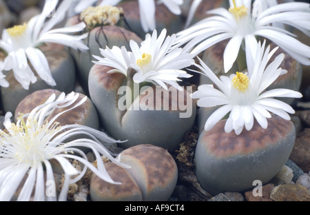 Stein-Anlage (Lithops spec.) und Lithops spec (Vordergrund), blühen Stockfoto