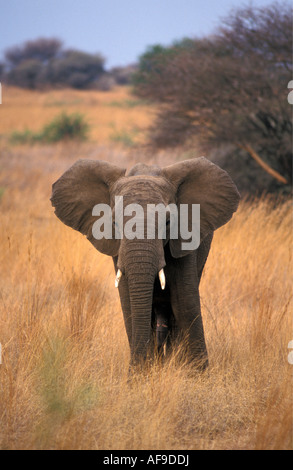 Südafrika Pilanesberg Nationalpark Elefanten inmitten Trockenrasen Stockfoto