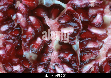 Granatapfel, Anar (Punica Granatum), eröffnet Obst: Samen mit roten Samenschale Stockfoto