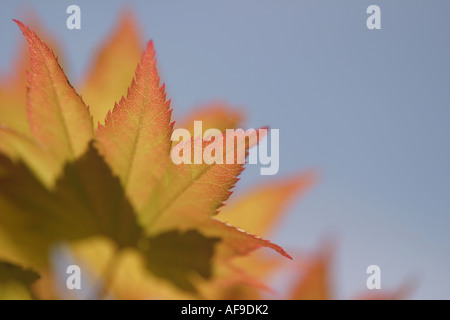 Ein Stock Foto von einem Acer Baum Acer Japonicum Aureum Stockfoto