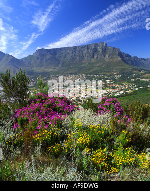 Ein Blick über Fynbos und der City Bowl in Kapstadt in Richtung Tafelberg vom Signal Hill gesehen. Stockfoto