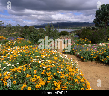 Gänseblümchen im Ramskop Nature Reserve in Clanwilliam, Western Cape; Südafrika Stockfoto