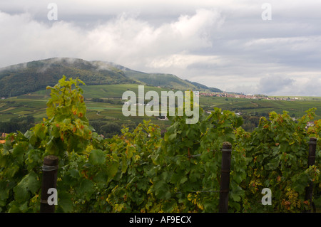 Weinberge Bei Landau, Weinberg Stockfoto