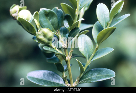 gemeinsamen Feld, Buchsbaum (Buxus Sempervirens), Schäden durch Buchsbaum Psyllid, Psylla buxi Stockfoto