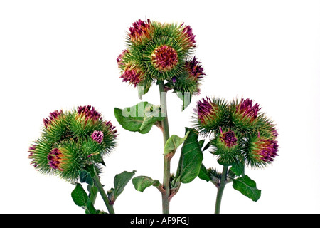 Die große Klette (Arctium Lappa) Stockfoto
