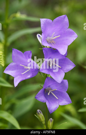 Pfirsich-blättrige Glockenblume (Campanula Persicifolia), Blumen Stockfoto