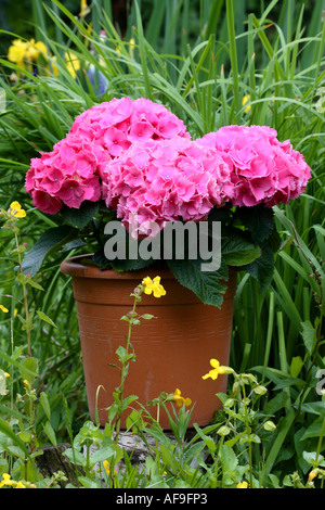 Garten Hortensie, Spitze Kappe Hortensie (Hydrangea Macrophylla), Topfpflanzen Stockfoto