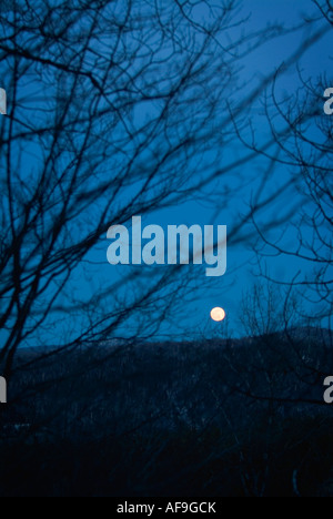 Full Moon rising über dem Berg und durch die Bäume Stockfoto