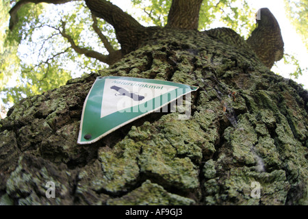 Stieleiche, pedunculate Eiche, Stieleiche (Quercus Robur), Zeichen-Natur-Denkmal am alten Baum, Deutschland Stockfoto