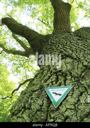 Stieleiche, pedunculate Eiche, Stieleiche (Quercus Robur), Zeichen-Natur-Denkmal am alten Baum, Deutschland Stockfoto