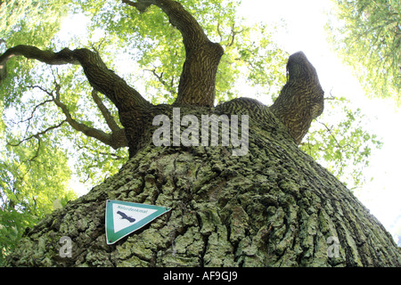 Stieleiche, pedunculate Eiche, Stieleiche (Quercus Robur), Zeichen-Natur-Denkmal am alten Baum, Deutschland Stockfoto