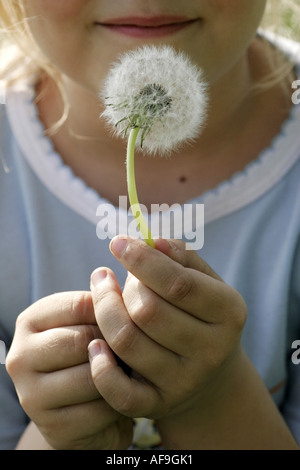 gemeinsamen Löwenzahn (Taraxacum Officinale), hält Mädchen Löwenzahn Uhr Pusteblumen in ihren Händen, Deutschland Stockfoto