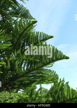 Norfolk Insel Pine (Araucaria Heterophylla, Araucaria Excelsa), Zweige Stockfoto