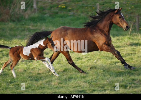 Anglo-Araber-Pferd mit Fohlen - im Galopp auf der Wiese Stockfoto