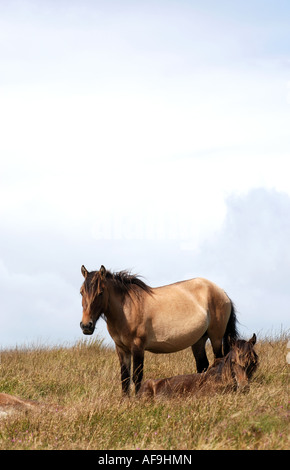 Exmoor Pony und Fohlen auf Brendon Common, Exmoor, Devon, England, UK Stockfoto