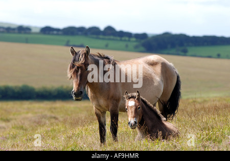 Exmoor Pony und Fohlen auf Brendon Common, Exmoor, Devon, England, UK Stockfoto