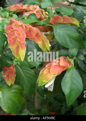 Garnelen-Pflanze, mexikanische Garnelen Pflanze (Justicia Brandegeana, Beloperone Guttata, Drejerella Guttata), Blütenstände Stockfoto