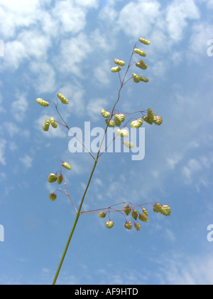 mehrjährige bebende Grass (Briza Media), Blütenstand gegen blauen Himmel, Deutschland, Nordrhein-Westfalen, Attendorn Stockfoto