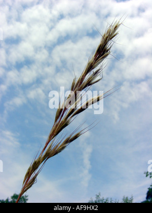 Downy Hafergras, downy alpine Hafergras (Helictotrichon Pubescens, Avenula Pubescens, Avena Pubescens), Blütenstand gegen b Stockfoto