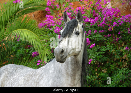 Arabische-Barb - Porträt Stockfoto