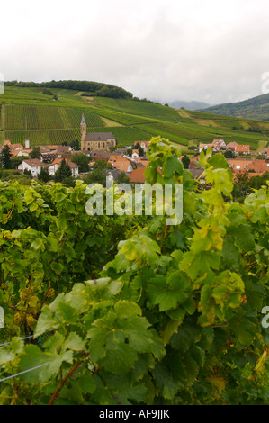 Weinberge Bei Landau, Weinberg Stockfoto