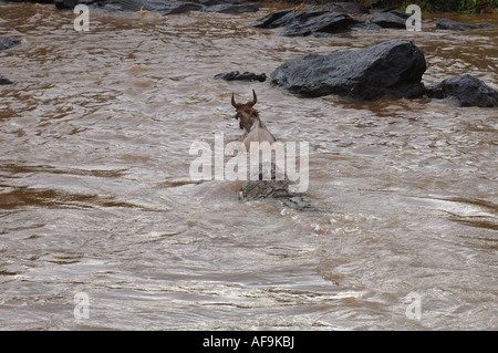 Nil-Krokodil (Crocodylus Niloticus), Angriff auf Gnus in den Mara Fluss, Kenia, Masai Mara Nationalpark Stockfoto