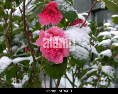 Japanische Kamelie (Camellia Japonica), Blumen mit Schnee Stockfoto