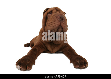 Shar-Pei, chinesische Shar-Pei (Canis Lupus F. Familiaris), liegend Stockfoto