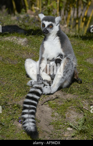 Katta (Lemur Catta), mit Babys Stockfoto