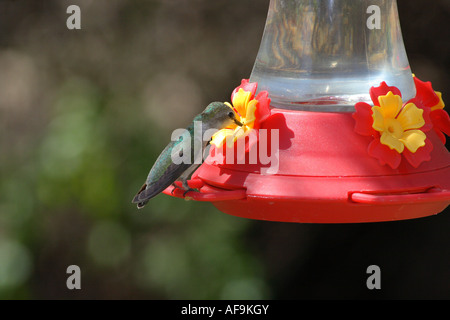 Costas Kolibri, Costas Hummingbrid (Calypte besteht), weibliche trinken auf Fütterung Ort, USA, Arizona, Phoenix Stockfoto