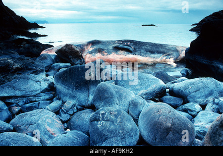 Pottwal, großen Pottwal, Walrat Wal, Trompete Wal, Pottwal (Physeter Macrocephalus), Kadaver in einen kleinen steinigen ba Stockfoto