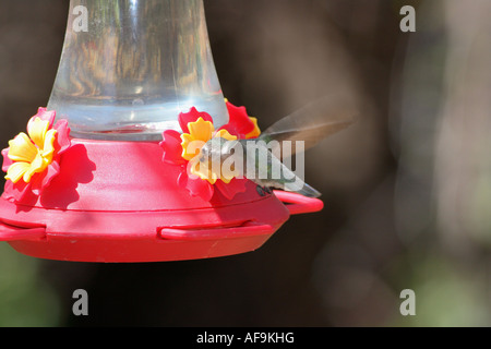 Costas Kolibri, Costas Hummingbrid (Calypte besteht), weibliche trinken auf Fütterung Ort, USA, Arizona, Phoenix Stockfoto