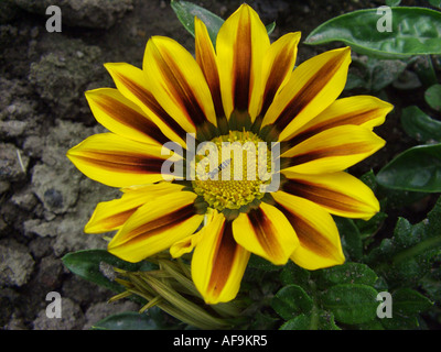 Schatz-Blume (Gazanien Rigens, Gazanien Splendens), CV Daybreak Red Stripe: Blütenstand mit Hoverfly Stockfoto