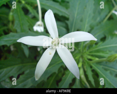 Laurentia, Star of Bethlehem (Laurentia Longiflora, Isotoma Longiflora, Hippobroma Longiflora), Blume Stockfoto