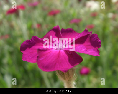 Campion, Corwn Pink, Königskerze Pink, Dusty Miller (Lychnis Coronaria, Silene Coronaria) Blume Rose Stockfoto