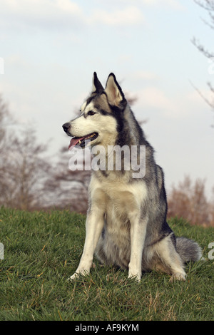 Siberian Husky (Canis Lupus F. Familiaris), sitzen auf einer Wiese Stockfoto