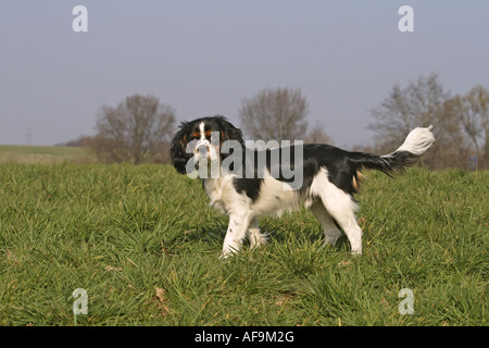 Cavalier King Charles Spaniel (Canis Lupus F. Familiaris), auf Wiese stehend Stockfoto