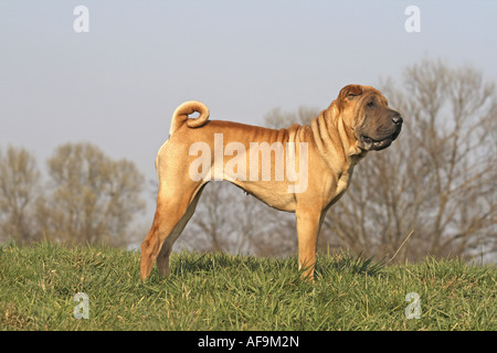 Shar-Pei, chinesische Shar-Pei (Canis Lupus F. Familiaris), auf Wiese stehend Stockfoto