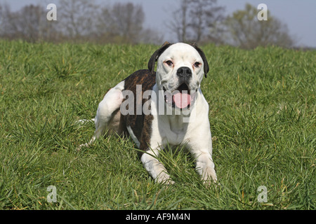 Deutscher Boxer (Canis Lupus F. Familiaris), liegen auf der Wiese, Deutschland Stockfoto